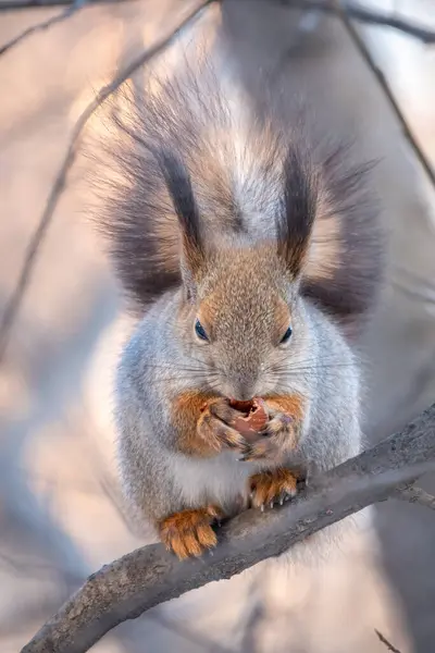 Das Eichhörnchen Mit Der Nuss Sitzt Winter Oder Spätherbst Auf — Stockfoto