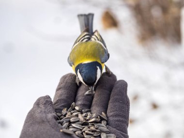 A tit sits on a man's hand and eats seeds. Taking care of birds in winter.