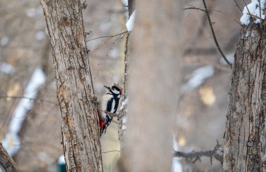 Küçük ağaçkakan ağaç gövdesine oturur. Ağaçkakan kışın, büyük benekli ağaçkakan Dendrocopos ana ağaçkakanı karla büyük bir ağaçtan yiyecek alır.