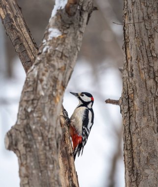 Küçük ağaçkakan ağaç gövdesine oturur. Ağaçkakan kışın, büyük benekli ağaçkakan Dendrocopos ana ağaçkakanı karla büyük bir ağaçtan yiyecek alır.