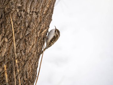 Ağaçta sürünen Avrasyalı küçük bir kuş. Şirin, ilginç orman kuşu Ağaç Bekçisi. Doğa geçmişi. Avrasya Ağaç Bekçisi ya da sıradan Ağaç Bekçisi. Erthia familiaris