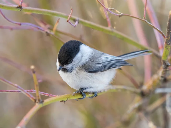 Cute Bird Willow Tit Song Bird Sitting Branch Leaves Winter — Zdjęcie stockowe