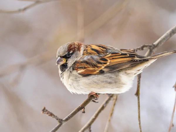 Sparrow Zit Een Tak Zonder Bladeren Sparrow Een Tak Herfst — Stockfoto