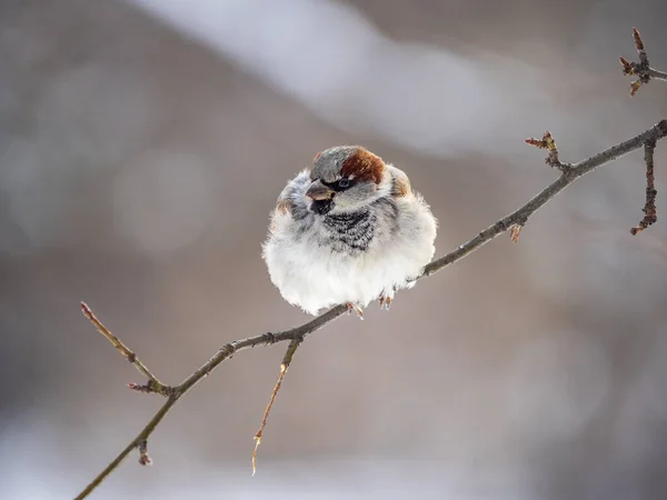 Sparrow Sits Branch Leaves Sparrow Branch Autumn Winter — Stock Photo, Image