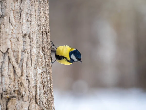 Una Teta Está Buscando Comida Tronco Árbol Gran Teta Parus —  Fotos de Stock