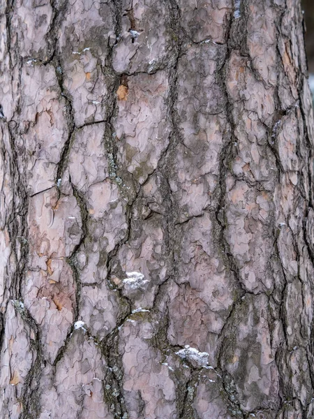 Oude Hout Schors Textuur Achtergrond Rode Pijnboom — Stockfoto