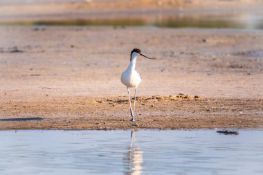 Fareli köyün avocet 'i, Recurvirostra avosetta, uzun, ters dönmüş gagalı ve uzun, mavimsi bacaklı büyük siyah ve beyaz bir balıkçıdır.
