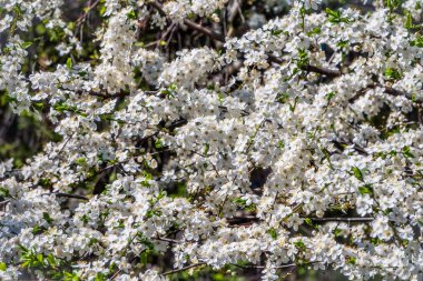 Beyaz çiçek açan elma ağaçları. Beyaz elma ağacı çiçekleri. Bahar mevsimi, bahar renkleri