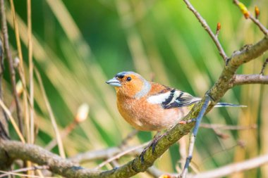 Yaygın papatya çayırı, baharda yeşil arka planda bir dala oturur. Vahşi yaşamın güzel ötücü kuşu papatya çayı. Sıradan ispinoz mu yoksa latin adı Fringilla Coelebs mi?.