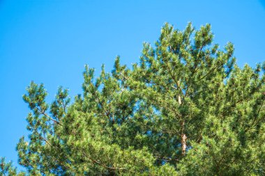 Mavi gökyüzünün arka planında uzun iğneler olan yeşil çam ağacı. Uzun iğneli yemyeşil çam ağacından bir taç. Tazelik, doğa, konsept. Latince: Pinus brutia