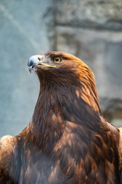 Yırtıcı Kuş Altın Kartal 'ın portresi. Altın kartal, Aquila chrysaetos, kuzey yarımkürede yaşayan bir yırtıcı kuş türüdür..