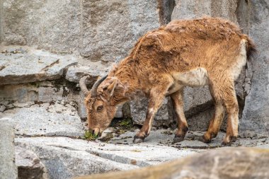 Dağ keçisi ya da Doğu Kafkasya turu, kadın, Latince adı Carpa sillindricornis. Tehlike altındaki büyük hayvanlar.