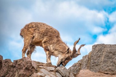 Markhor, Capra Falconeri, Orta Asya 'ya özgü vahşi keçi Karakoram ve Himalayalar mavi gökyüzü arka planında duran kayalar. Erkekler sıkıca kıvrılmış, tirbuşon gibi boynuzları var, 160 cm uzunluğunda.
