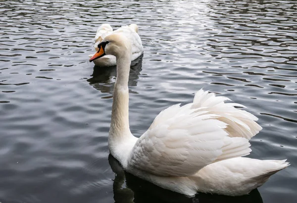 Dos Elegantes Cisnes Blancos Nadan Agua Oscura Cisne Mudo Cygnus —  Fotos de Stock