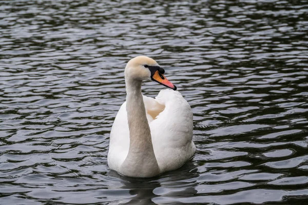 Elegante Cisne Blanco Nadando Lago Con Agua Oscura Cisne Blanco —  Fotos de Stock