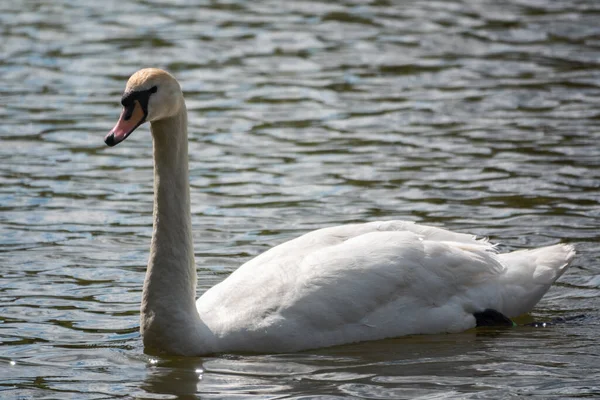 Cisne Branco Gracioso Nadando Lago Com Água Verde Escura Cisne — Fotografia de Stock