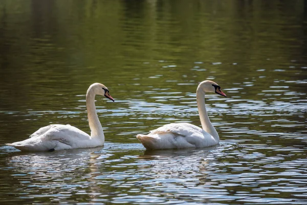 2つの優雅な白い白鳥は暗い水の中で泳ぐ ミュート スワンシグナス カラー — ストック写真