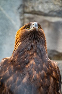Yırtıcı Kuş Altın Kartal 'ın portresi. Altın kartal, Aquila chrysaetos, kuzey yarımkürede yaşayan bir yırtıcı kuş türüdür..