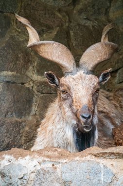 Markhor, Capra Falconeri, Orta Asya, Karakoram ve Himalayalar 'a özgü vahşi keçi portresi. Erkekler sıkıca kıvrılmış, tirbuşon gibi boynuzları var, 160 cm uzunluğunda.