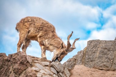 Markhor, Capra Falconeri, Orta Asya 'ya özgü vahşi keçi Karakoram ve Himalayalar mavi gökyüzü arka planında duran kayalar. Erkekler sıkıca kıvrılmış, tirbuşon gibi boynuzları var, 160 cm uzunluğunda.