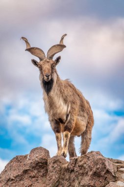 Markhor, Capra Falconeri, Orta Asya 'ya özgü vahşi keçi Karakoram ve Himalayalar mavi gökyüzü arka planında duran kayalar. Erkekler sıkıca kıvrılmış, tirbuşon gibi boynuzları var, 160 cm uzunluğunda.
