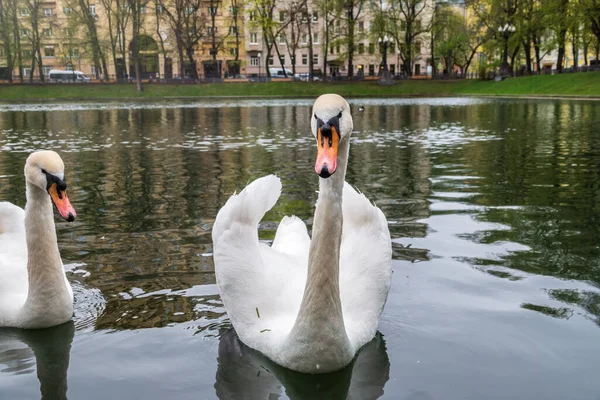 Deux Cygnes Blancs Gracieux Nagent Dans Étang Parc Ville Cygne — Photo