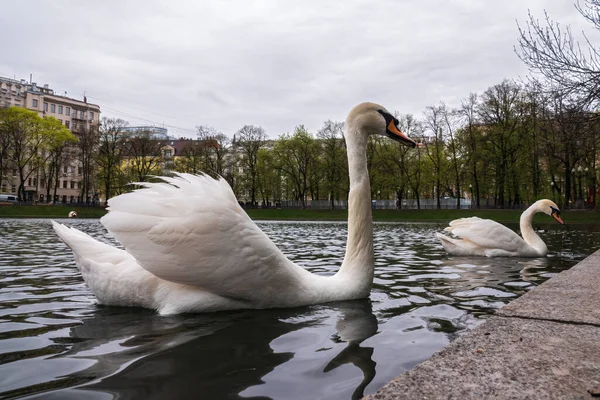 Two Graceful White Swans Swim Pond City Park Mute Swan — Stock Photo, Image