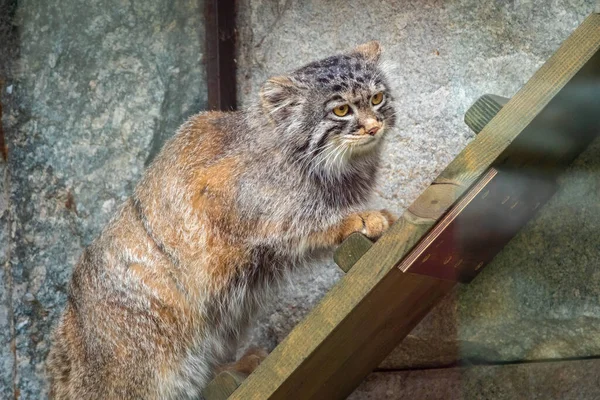 野生の猫マニュアルやパラスの猫 フラット オトコバス マニュアル Otocolobus Manul 動物園では マヌル Manul という小さな野生の猫がいる — ストック写真