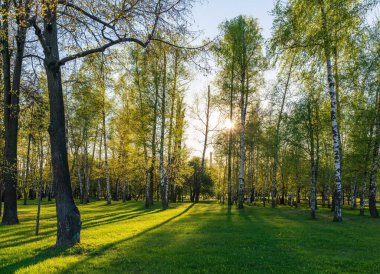 Bahar parkındaki ağaçların arasından güneş. Baharda güzel bir park Ağaçların arasından parlayan parlak güneş Ağaçların arasından parlayan güneş.