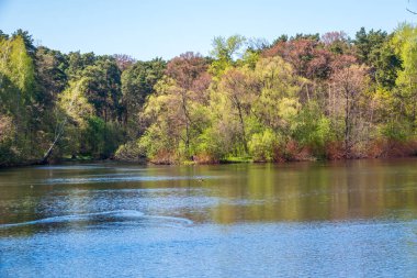 Moskova 'daki Serebryany Bor parkının bahar manzarası. Baharda kıyılarında ağaçlar olan bir göl..