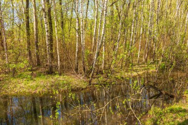 Moskova 'daki Serebryany Bor parkının bahar manzarası. Baharda kıyılarında ağaçlar olan bir göl..