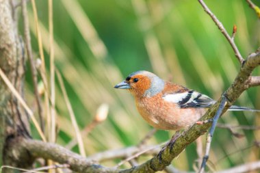 Yaygın papatya çayırı, baharda yeşil arka planda bir dala oturur. Vahşi yaşamın güzel ötücü kuşu papatya çayı. Sıradan ispinoz mu yoksa latin adı Fringilla Coelebs mi?.