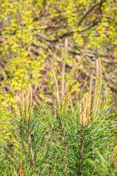 Groene Dennenbomen Met Verse Scheuten Het Voorjaar Zomer Dichte Struiken — Stockfoto