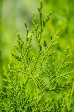 Yeşil dallar ve bir thuja ağacının taze yaprakları. Arkaplan resmi.