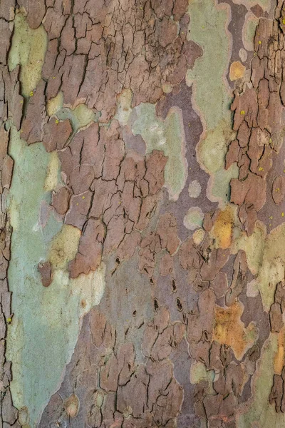 Platanus Sycamore Yakından Havlar Bir Çınar Ağacının Kabuğunun Yakın Çekimi — Stok fotoğraf