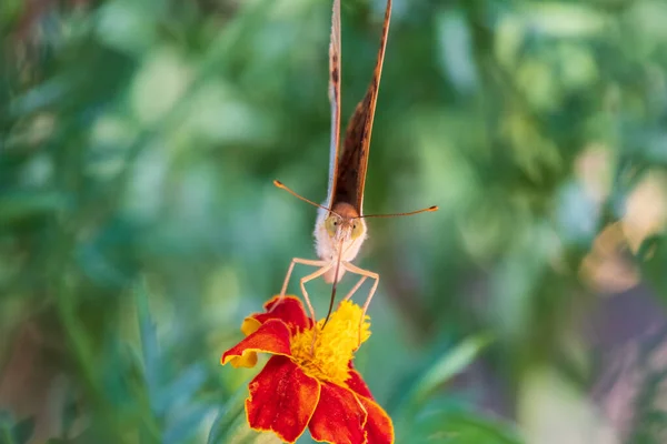 深绿色的芙蓉蝴蝶在花朵上采集花蜜 红蝴蝶 Speyeria Aglaja 旧称绿蝴蝶 Argynnis Aglaja 是蝴蝶科的一种蝴蝶 — 图库照片