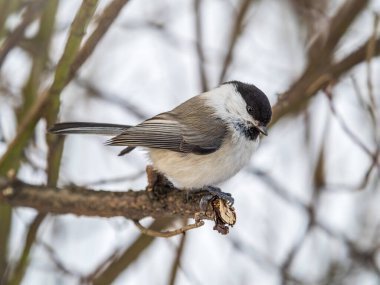 Cute bird The willow tit, song bird sitting on a branch without leaves in the winter. Willow tit perching on tree in winter. The willow tit, lat. Poecile montanus.