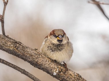 Sparrow yaprakları olmayan bir dalda oturuyor. Sonbaharda ya da kışın bir dalda serçe