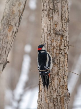 Küçük ağaçkakan ağaç gövdesine oturur. Ağaçkakan kışın, büyük benekli ağaçkakan Dendrocopos ana ağaçkakanı karla büyük bir ağaçtan yiyecek alır.