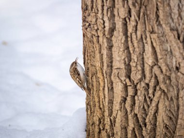 Ağaçta sürünen Avrasyalı küçük bir kuş. Şirin, ilginç orman kuşu Ağaç Bekçisi. Doğa geçmişi. Avrasya Ağaç Bekçisi ya da sıradan Ağaç Bekçisi. Erthia familiaris