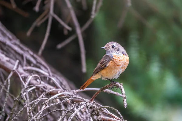 Fêmea Comum Redstart Phoenicurus Phoenicurus Fotografada Close Sentado Ramo Contra — Fotografia de Stock