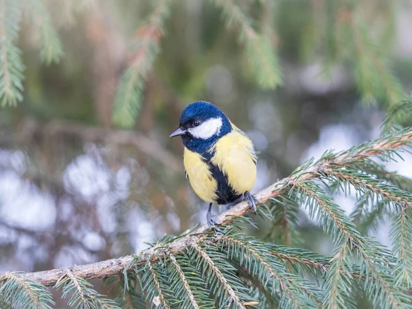 Cute Bird Great Tit Songbird Sitting Nice Fir Branch Parus — Stockfoto