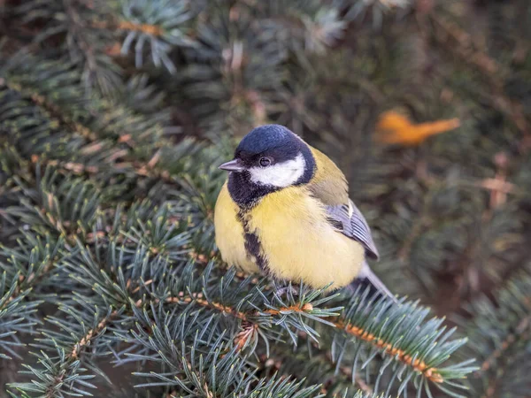 Mignon Oiseau Grand Mésange Oiseau Chanteur Assis Sur Belle Branche — Photo