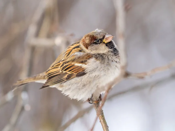 Sparrow Zit Een Tak Zonder Bladeren Sparrow Een Tak Herfst — Stockfoto