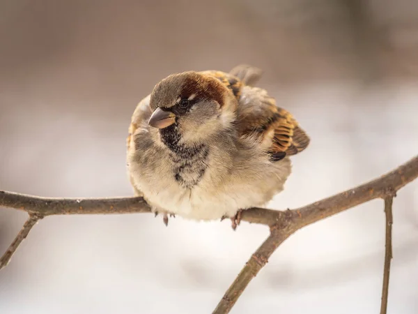 Sparrow Yaprakları Olmayan Bir Dalda Oturuyor Sonbaharda Kışın Bir Dalda — Stok fotoğraf