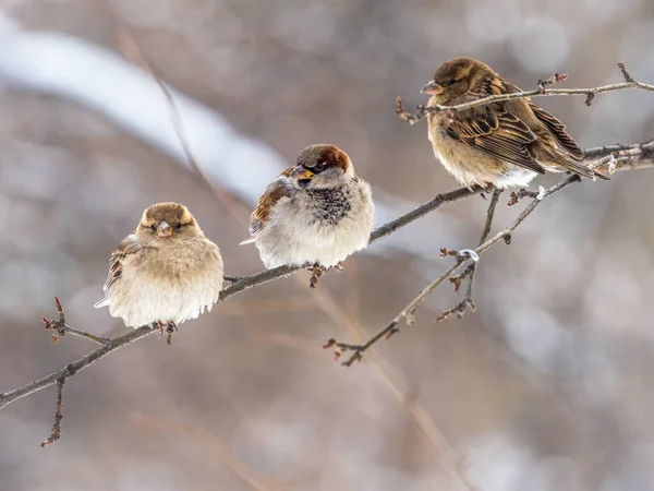 Trei Sparrows Stă Ramură Fără Frunze Sparrows Ramură Toamnă Sau — Fotografie, imagine de stoc