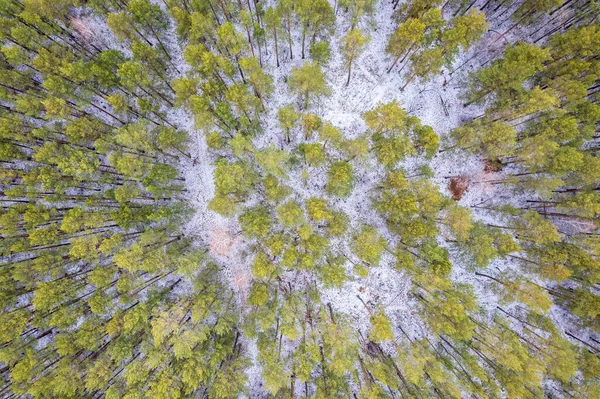 Вид Повітря Зимовий Сосновий Ліс Вид Зверху Засніжені Соснові Дерева — стокове фото