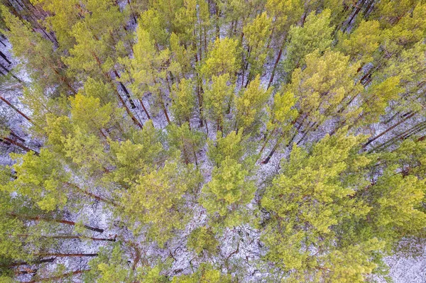 一个冬季松树林的空中景观 俯瞰白雪覆盖的松树 美丽的冬季森林景观 针叶林全景 风景如画的北部自然 — 图库照片