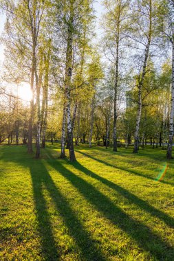 Bahar parkındaki ağaçların arasından güneş. Baharda güzel bir park Ağaçların arasından parlayan parlak güneş Ağaçların arasından parlayan güneş.