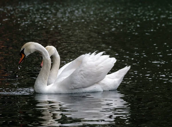 Два Изящных Белых Лебедя Плавают Темной Воде Немой Лебедь Цветущий — стоковое фото